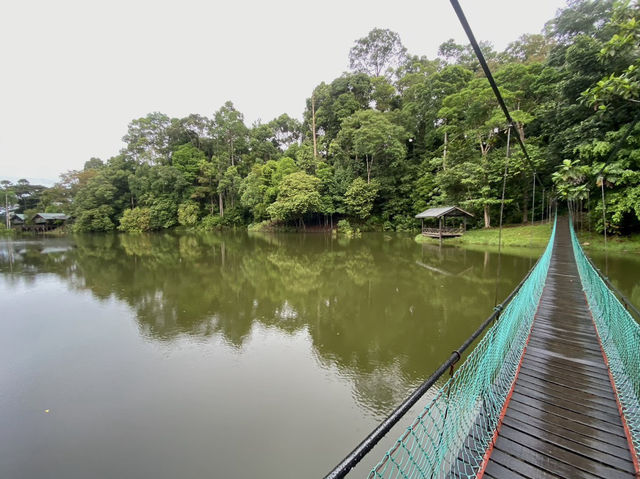 Sepilok Adventures: Where Orangutans Stole My Heart (And Almost My Lunch!)"** 🌿🐒  