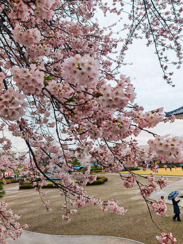 หนึ่งในจุดชมซากุระสุดสวยในยามากาตะ 