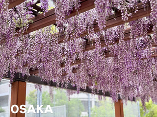 [Osaka Prefecture] One of Japan's Three Great Wisterias