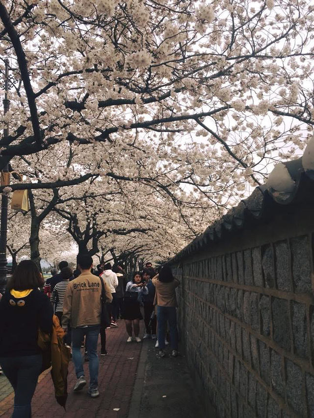 “Gyeongju in Bloom: Where History Meets Cherry Blossoms”