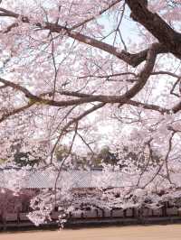 Nara | Stunning Cherry Blossoms at the Millennium-Old Todai-ji Temple! 🌸
