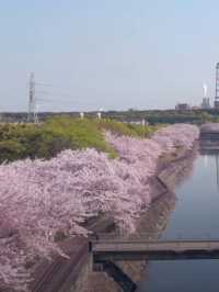 Kyushu Cherry Blossom Recommendations! The Stunning Cherry Blossom Season—Don’t Miss Out!