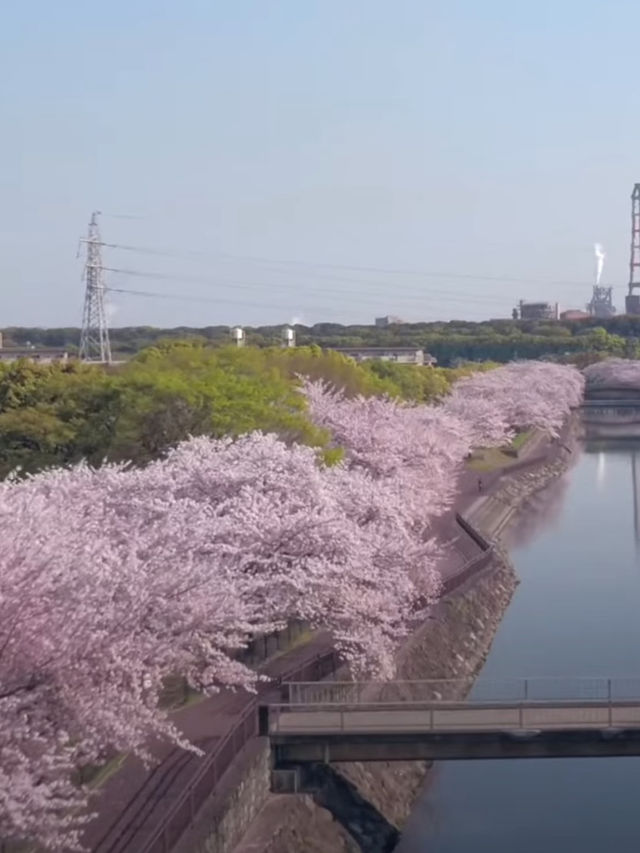 Kyushu Cherry Blossom Recommendations! The Stunning Cherry Blossom Season—Don’t Miss Out!