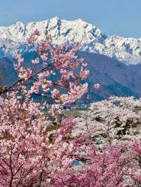 INFP's Ideal Spot: Enjoy a Quiet Cherry Blossom Viewing Away from the Crowds 