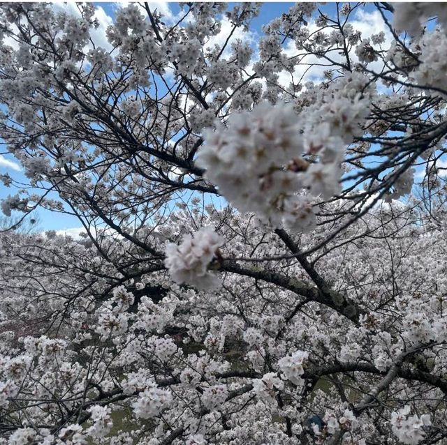 Komoro Kaikoen Park, Nagano