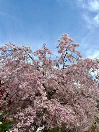 Sakura in the Sky: A Spring Escape to Tenjozan Park