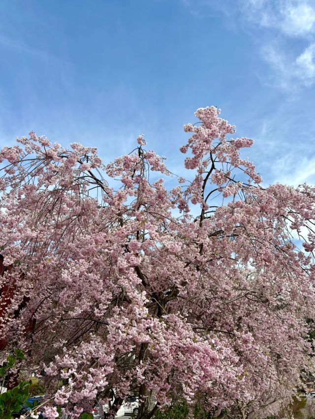 Sakura in the Sky: A Spring Escape to Tenjozan Park