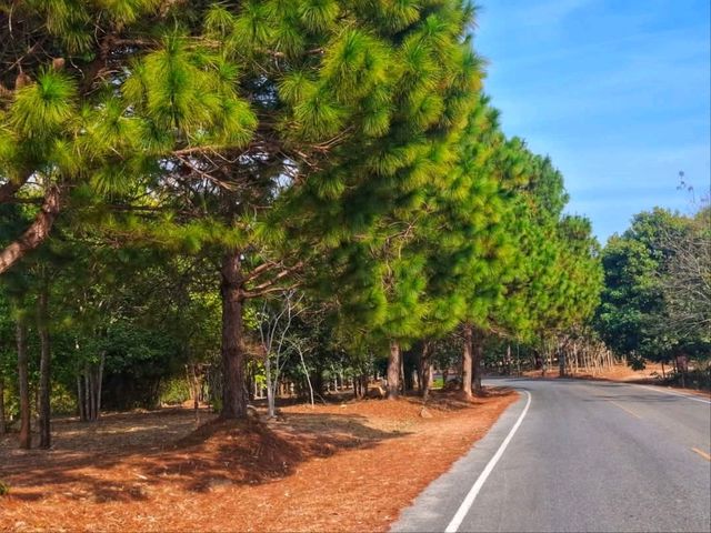 ผาหัวนาค ชัยภูมิ