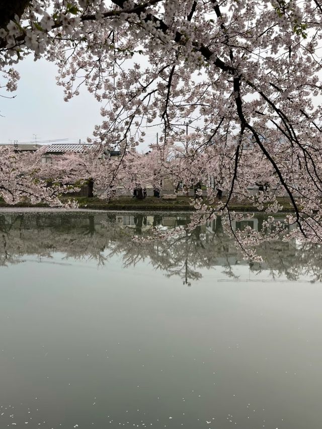 Pink Dreams on the Water: Cherry Blossoms at Hirosaki Park