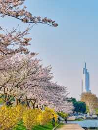 Nanjing’s Secret Sakura Haven—Blissfully Blooming at Xuanwu Lake
