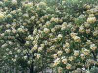 香港好去處 | 復活節賞花(下) | 櫻花 | 魚木 | 首冠藤