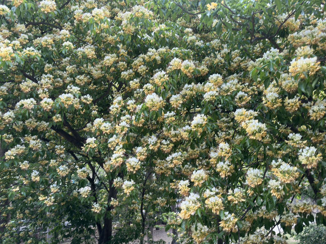 香港好去處 | 復活節賞花(下) | 櫻花 | 魚木 | 首冠藤