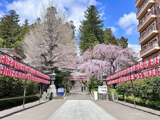 🇯🇵 仙台的歷史和賞櫻之旅