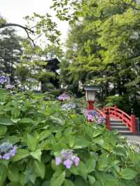 【埼玉×熊谷】境内にある平和の塔と紫陽花