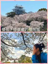 櫻花下修復後的福岡城跡