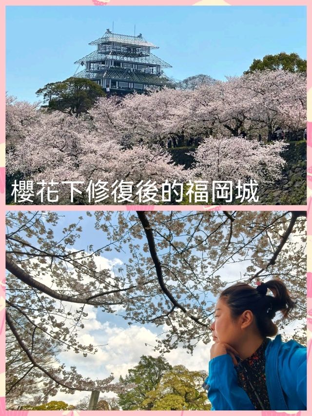 櫻花下修復後的福岡城跡