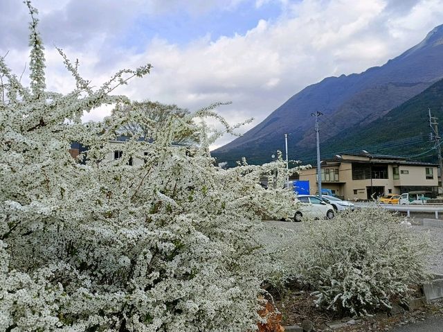 九大本線橫斷 由布院/大分/別府