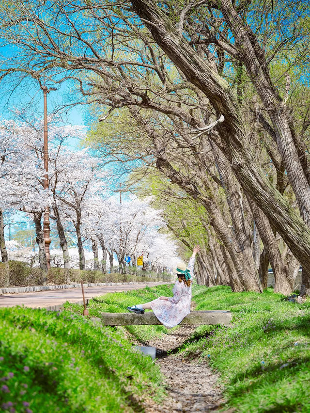 풍성한 벚꽃 꼭 가야할 경주명소🌸