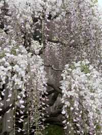 足利フラワーパーク🌼四季折々の絶景が楽しめる癒しスポット🪻💐