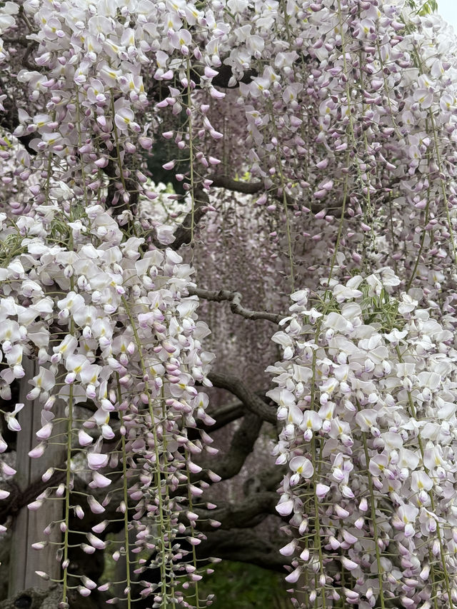 足利フラワーパーク🌼四季折々の絶景が楽しめる癒しスポット🪻💐