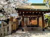 大阪道頓堀15分鐘的私房賞櫻景點---高津宮&高津公園
