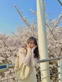 🌸首爾櫻花之旅🌸🇰🇷