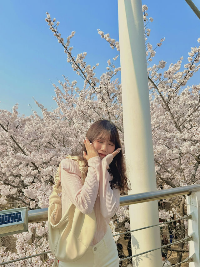 🌸首爾櫻花之旅🌸🇰🇷