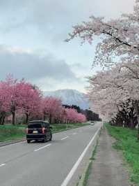 Koiwai Farm’s Cherry Blossom Avenue
