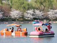 Cherry Blossom at Yuyuantan Park, Beijing