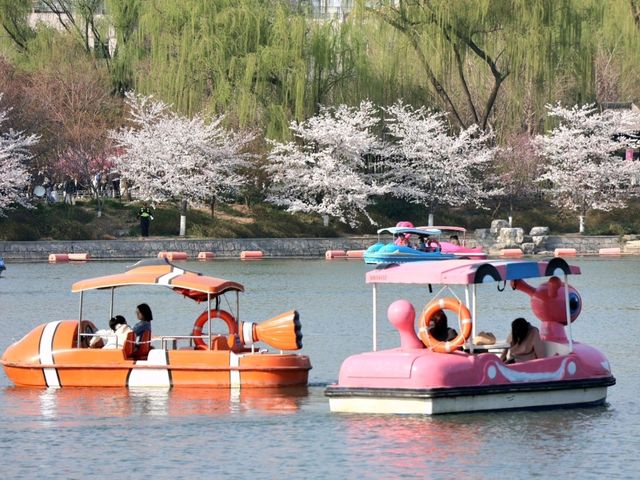 Cherry Blossom at Yuyuantan Park, Beijing