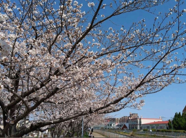 系田川櫻花道，大阪近郊江坂的市民親水河堤