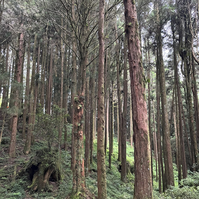 台灣阿里山