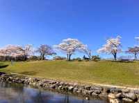 寶池公園櫻之林，京都本地人熱門的賞櫻景點
