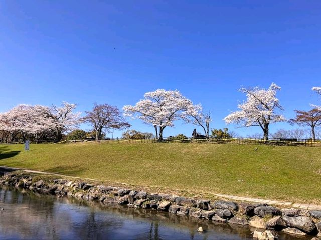 寶池公園櫻之林，京都本地人熱門的賞櫻景點