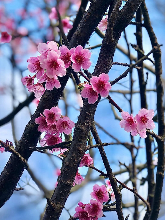 From Tradition to Bloom