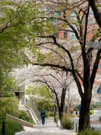 Tokyo | No Need to Be a Cherry Blossom Refugee in April 🌸