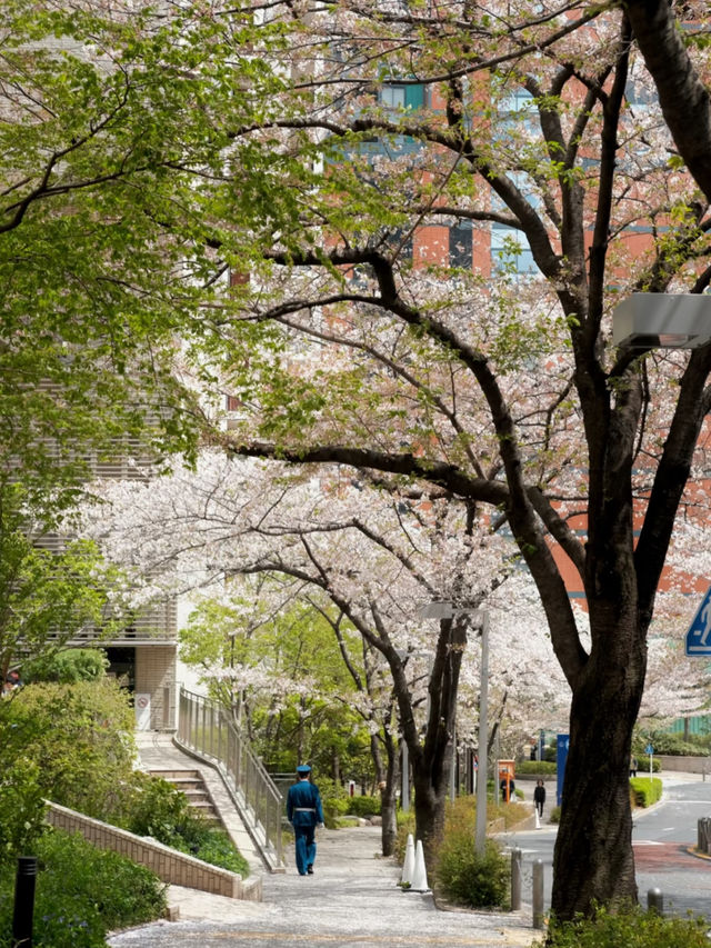 Tokyo | No Need to Be a Cherry Blossom Refugee in April 🌸
