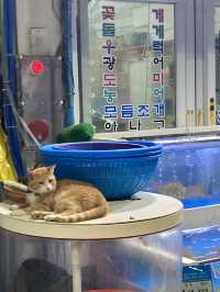 일몰이 아름다운 태안 여행🩵