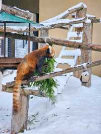 Asahikawa Winter Escape: Snow Sculptures, Penguins & Private Onsen Bliss