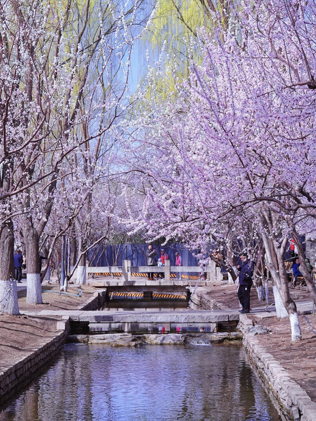 🌸🏮Beijing Spring — The Perfect Place for a Solo Afternoon Stroll