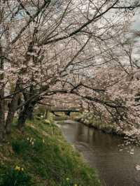 Hakone Escapes – Where Nature, Art, and Hot Springs Embrace You
