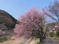 Your Low-Key Cherry Blossom Escape