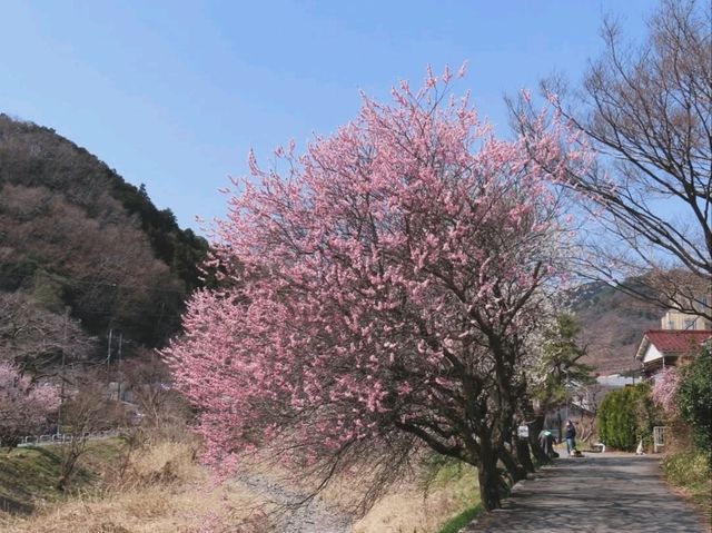 Your Low-Key Cherry Blossom Escape