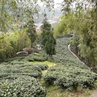 雲之南道步道｜茶園與竹林交織的療癒健行路線