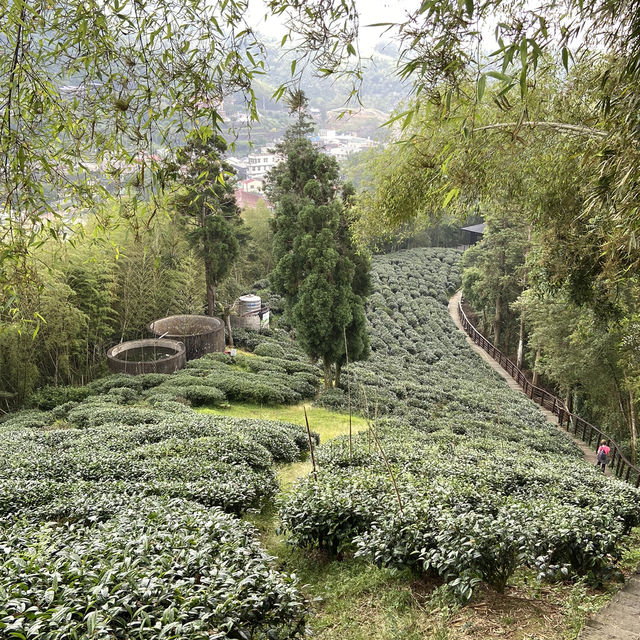 雲之南道步道｜茶園與竹林交織的療癒健行路線