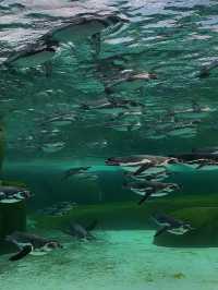 Penguins, Polar Bears & Pocket-Friendly Prices – Only at Tennoji Zoo!