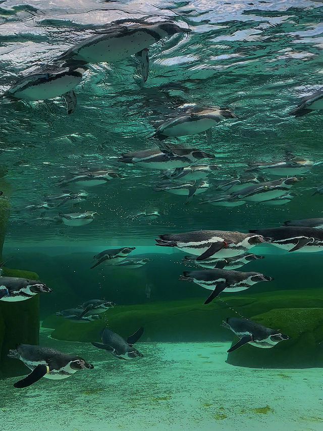 Penguins, Polar Bears & Pocket-Friendly Prices – Only at Tennoji Zoo!