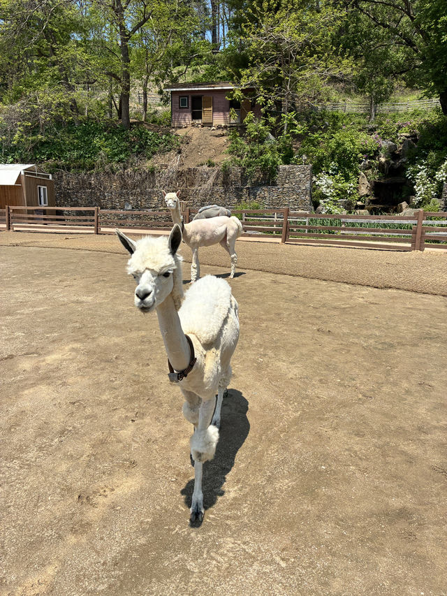 アルパカワールド！動物と触れ合える！