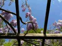 Beautiful Wisteria at Nymans: A Purple Dream in the Heart of Sussex