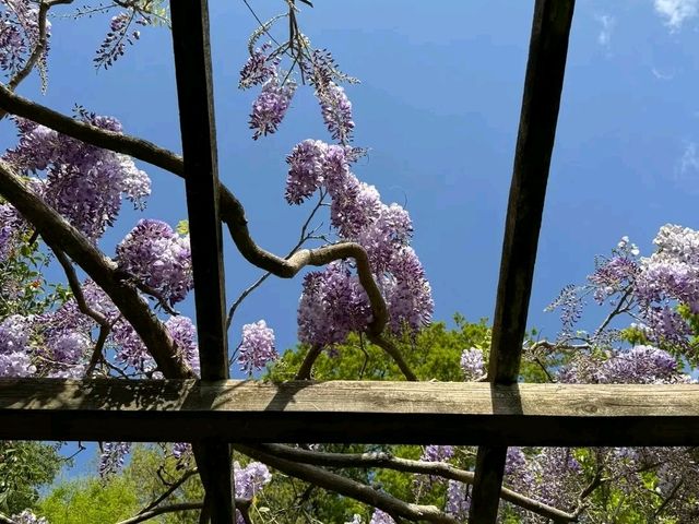 Beautiful Wisteria at Nymans: A Purple Dream in the Heart of Sussex